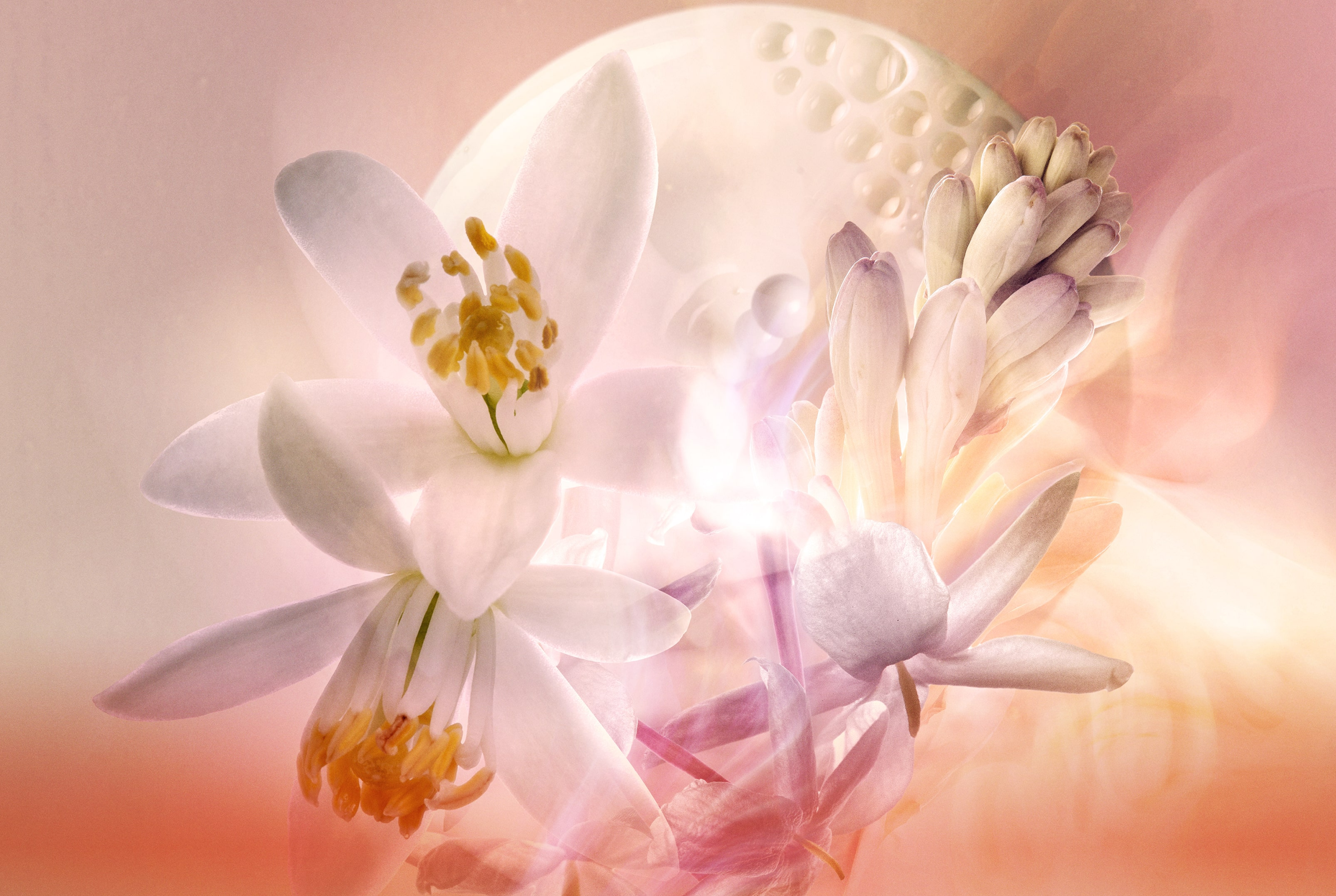 SO SCANDAL V3 etendu fond seul rvb_0-min-recropped.png